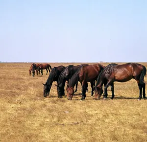 Herd of horses grazing on the Hortobagy plaza. Artist: CM Dixon