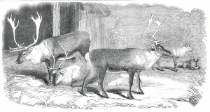 Antler Prints: Herd of Rein-Deer, in the Gardens of the Zoological Society