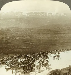 Reindeer Prints: Herd of reindeer of the northern wilds