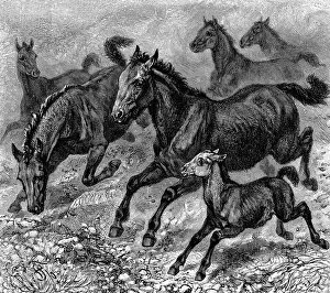 Herd of Tarpan, 1893