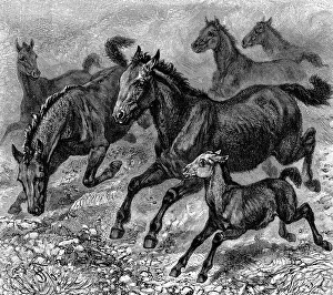 Herd of Tarpan, 1893