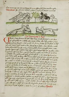 Biting Prints: A Herd of Wolves Attacking a Flock of Rams; Fables