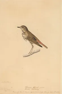 Zoology Prints: Hermit Thrush, 1820. Creator: John James Audubon