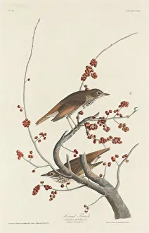 Thrush Prints: Hermit Thrush, 1829. Creator: Robert Havell