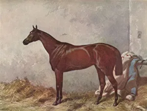Stable Prints: Hermit: winner of the Derby Stakes at Epsom, 1867, (1903). Artist: William Summers