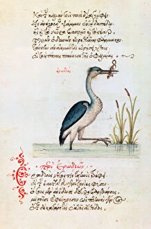 Byzantine Gallery: The Heron, 1564