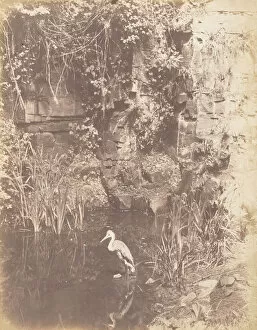 Ardeidae Gallery: The Heron, 1853-56. Creator: John Dillwyn Llewelyn