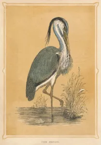Heron Prints: The Heron, (Ardeidae), c1850, (1856)