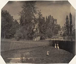 Ardeidae Gallery: [Heron Pond, Zoological Gardens, Brussels], 1854-56. Creator