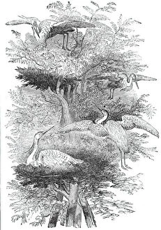 Ardeidae Gallery: Heronry in Cobham Park, 1844. Creator: Unknown
