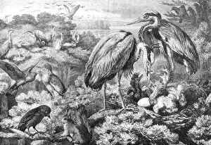 Wading Bird Prints: The Heronry at Didlington Park, Norfolk, 1868. Creator: Unknown