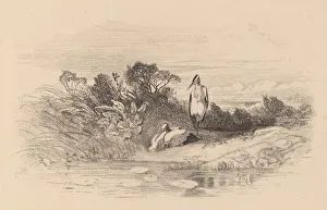 Ardeidae Gallery: Herons. Creator: Karl Bodmer