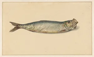 Herring Prints: Herring, 1700-1800. Creator: Anon