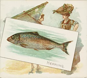 Images Dated 6th November 2020: Herring, from Fish from American Waters series (N39) for Allen & Ginter Cigarettes