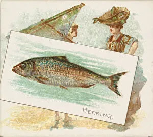 Aquatic Prints: Herring, from Fish from American Waters series (N39) for Allen & Ginter Cigarettes
