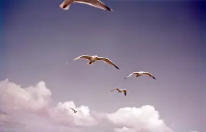 Laridae Prints: Herring gulls in flight, Isles of Scilly, c1955. Creator: Arthur Charles Kirby Ware