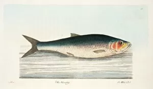 Herring Gallery: The Herring, from A Treatise on Fish and Fish-ponds, pub. 1832 (hand coloured engraving)