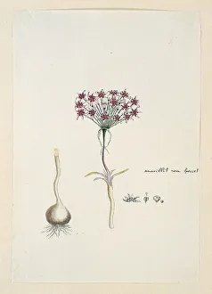 Subtropical Prints: Hessea cinnamomea (L'Hérit)