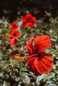 Hibiscus Flower, Rhodes, 20th century. Artist: CM Dixon