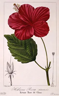 Hawaiian Prints: Hibiscus: H. rosa-sinensis, pub. 1836. Creator: Panacre Bessa (1772-1846)