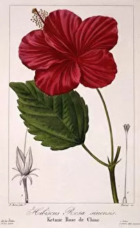 Hibiscus: H. rosa-sinensis, pub. 1836. Creator: Panacre Bessa (1772-1846)