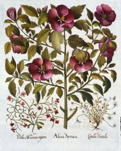 German School 17th Century Prints: Hibiscus syriacus, Stinking Camomile and from Hortus Eystettensis, by Basil Besler