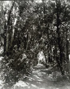 Lantern Slides 1920 1930 Gmgpc Prints: Hickory Hill, house of Henry Taylor Wickham