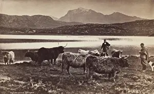 Lonely Prints: Highland Cattle, between 1870 and 1880. Creator: George Washington Wilson