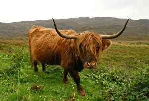 Highland cattle, Scotland
