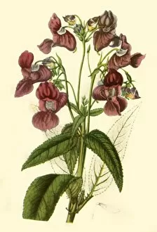 Botanical Collection: Himalayan Balsam: Impatiens Glandulifera, 1840, (1944). Creator: Unknown