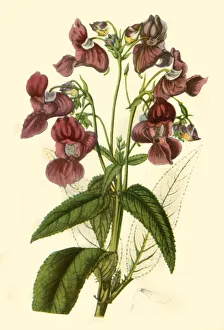 Natural History Prints: Himalayan Balsam: Impatiens Glandulifera, 1840, (1944). Creator: Unknown