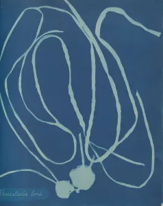 Earliest Prints: Himanthalia lorea, ca. 1853. Creator: Anna Atkins