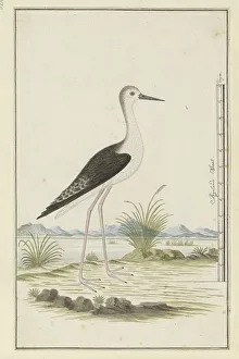 Measurements Prints: Himantopus himantopus ? (Black-winged stilt), 1777-1786. Creator: Robert Jacob Gordon