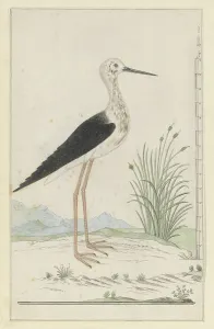 Habitat Prints: Himantopus himantopus (Black-winged stilt), 1777-1786. Creator: Robert Jacob Gordon
