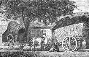 Ox Drawn Vehicle Prints: Hindoo Travelling Cars; Notes on the Indian Wolf