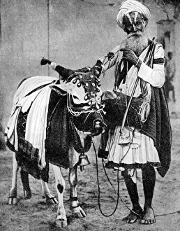 Images Dated 6th November 2007: Hindu cow with sacred cow, India, 1936