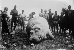 Cruelty To Animals Prints: Hippo, killed in Africa, between c1915 and c1920. Creator: Bain News Service