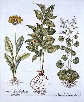 Herb Gallery: Hippoglossum, Cowslip and Sanicle / Snakeroot, from Hortus Eystettensis, by Basil Besler