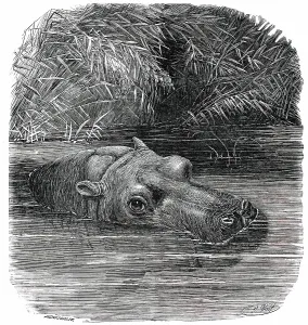 Hippo Prints: The Hippopotamus in the Gardens of the Zoological Society