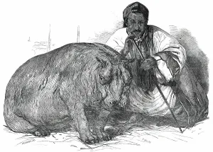Hippo Prints: The Hippopotamus, in the Gardens of the Zoological Society