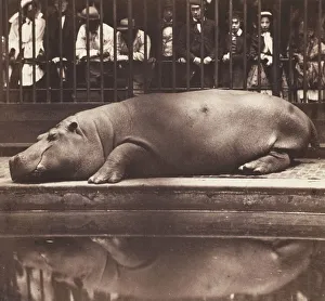 Juan Prints: The Hippopotamus at the Zoological Gardens, Regents Park, 1852