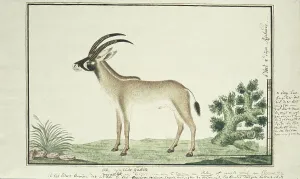 Watercolor Paint Prints: Hippotragus equinus (Roan antelope), 1777-1786. Creator: Robert Jacob Gordon