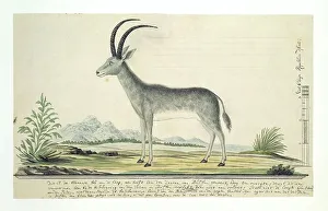 Watercolor Paint Prints: Hippotragus leucophaeus (Bluebuck), 1777-1786. Creator: Robert Jacob Gordon