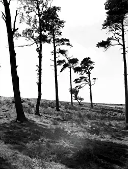 Moor Prints: Hipswell Moor, North Riding, Yorkshire, c1955. Creator: Arthur Charles Kirby Ware