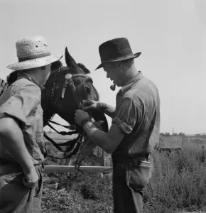 Hired man helps the farmers oldest boy on the Myers farm, Washington, Yakima County, 1939. Creator: Dorothea Lange Hired man helps the farmers oldest boy on the Myers farm, Washington, Yakima County, 1939. Creator: Dorothea Lange