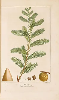 Plant Science Prints: From Histoire des Arbes Forestiers de l'Amérique Septentrionale by François André