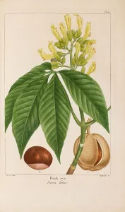 Plant Science Prints: From Histoire des Arbes Forestiers de l'Amérique Septentrionale by François André