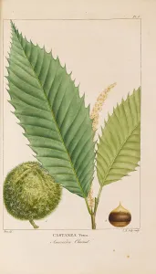 Plant Science Prints: From Histoire des Arbes Forestiers de l'Amérique Septentrionale by François André