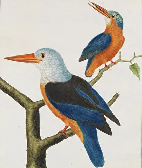 Histoire naturelle. Oiseaux. Planches enluminees, 1766-1782. Creator: Leclerc de Buffon