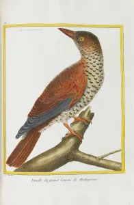 Histoire naturelle. Oiseaux. Planches enluminees, 1782